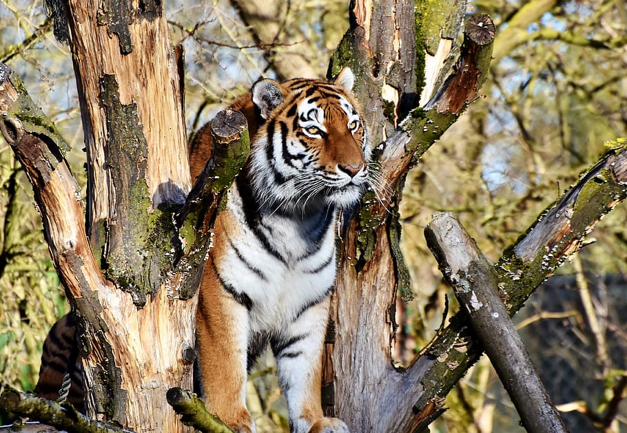 selective focus photography of tiger on tree, cat, predator HD wallpaper