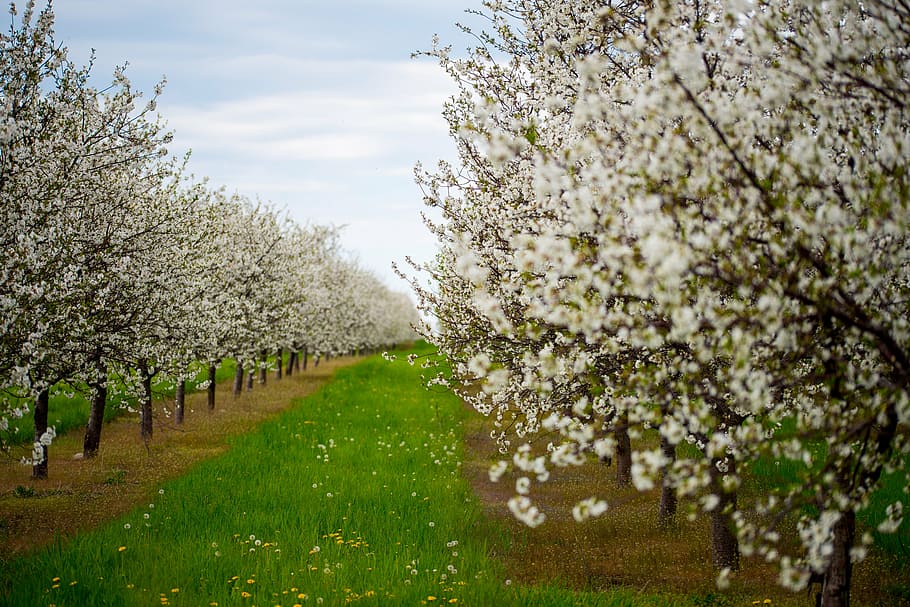 white leafed trees in bloom, cherries, blossoms, cherry, spring HD wallpaper