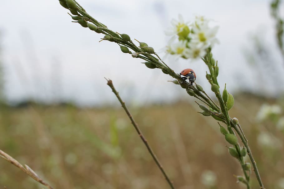ladybug, insect, close, macro, flower, nature, plant, growth HD wallpaper