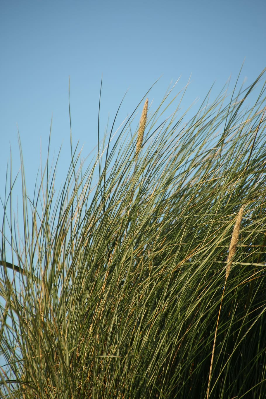 beach, marram grass, wind, sea, plant, growth, sky, nature HD wallpaper