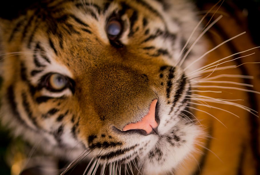 close-up photo of tiger, carnivore, stripes, cat, feline, whiskers HD wallpaper