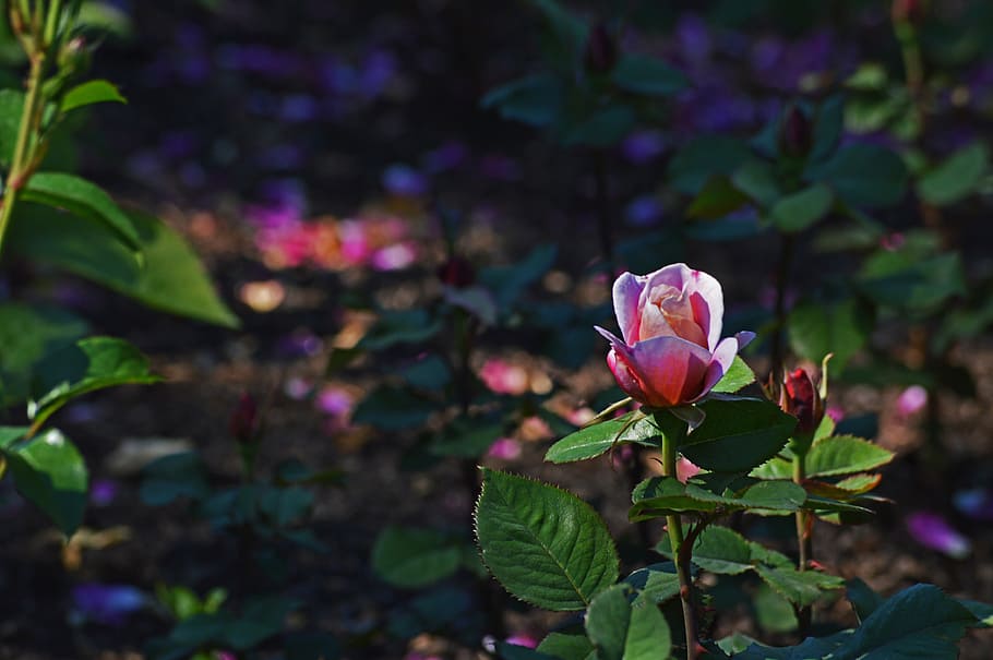 pink rose, chicago botanic gardens, flowers, nature, color, HD wallpaper