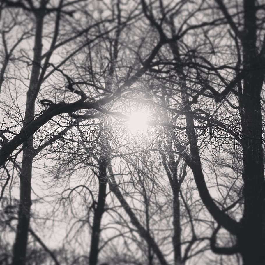 Tree, Sun, Light, Black And White, sky, nature, branch, winter HD wallpaper