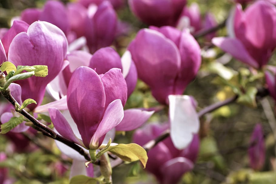 Magnolia, Tree, Tree, Spring, flowering, pink, garden, ornamental HD wallpaper