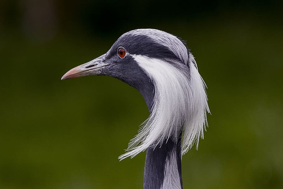 close-up photography of crane bird, demoiselle crane, zoo, wildlife