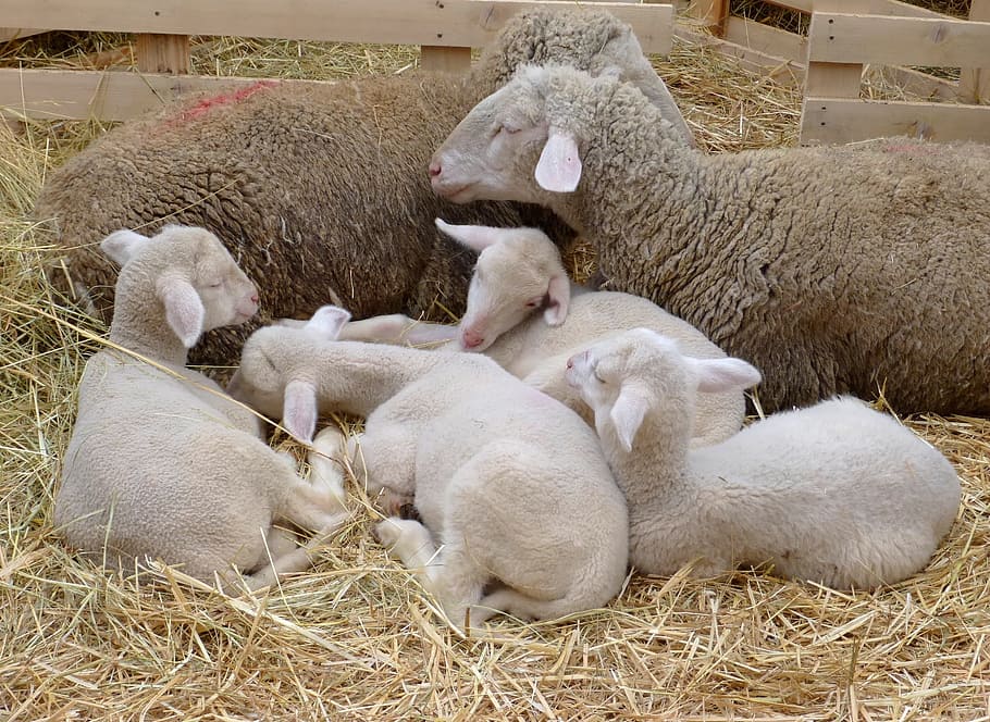 Easter, Lamb, Pets, Sheep, Bari, four-legged, white, spring HD wallpaper