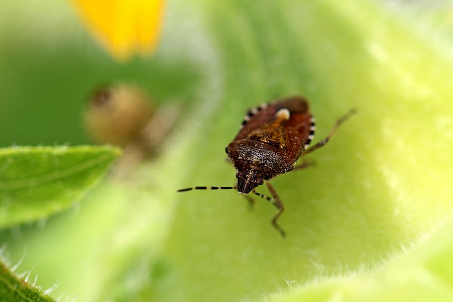 Bug, Insects, Nature, Mountain, out, makro, green, affix, forest HD wallpaper