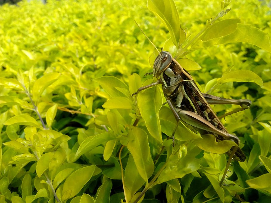 Cricket, Grasshopper, Nature, Insect, animal, green, bug, invertebrate HD wallpaper