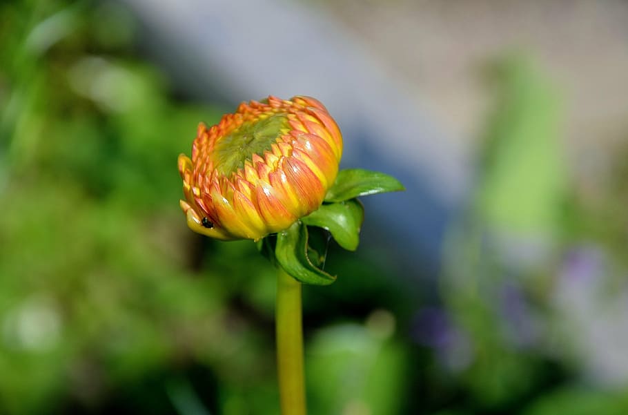 gerbera, germini, flower, spring, affection, romantic, yellow flower HD wallpaper