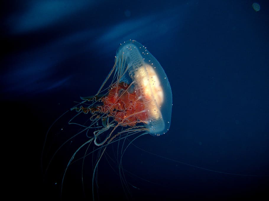 Jellyfish in antarctic waters, creature, photos, marine, public domain