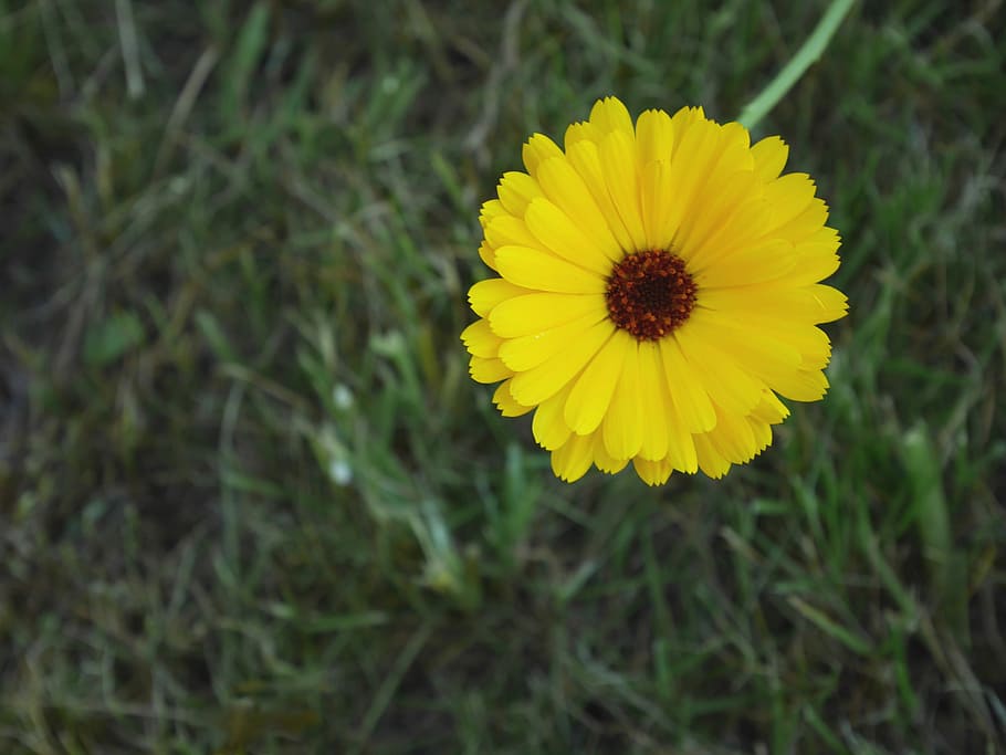 Flower, Yellow, Spring, Nature, Blossom, summer, color, macro HD wallpaper