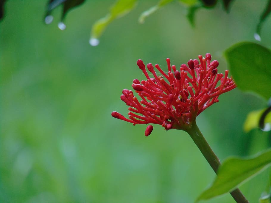 monteverde, costa rica, flower, plant, red, growth, flowering plant, HD wallpaper