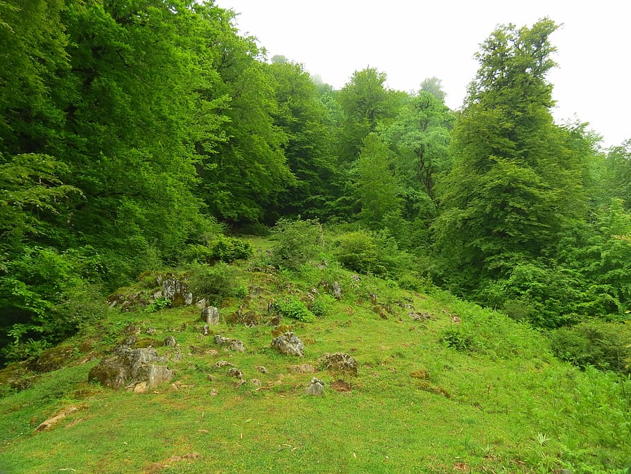 Forest, View, Nature, Spring, Plant, grass, tree, green color HD wallpaper