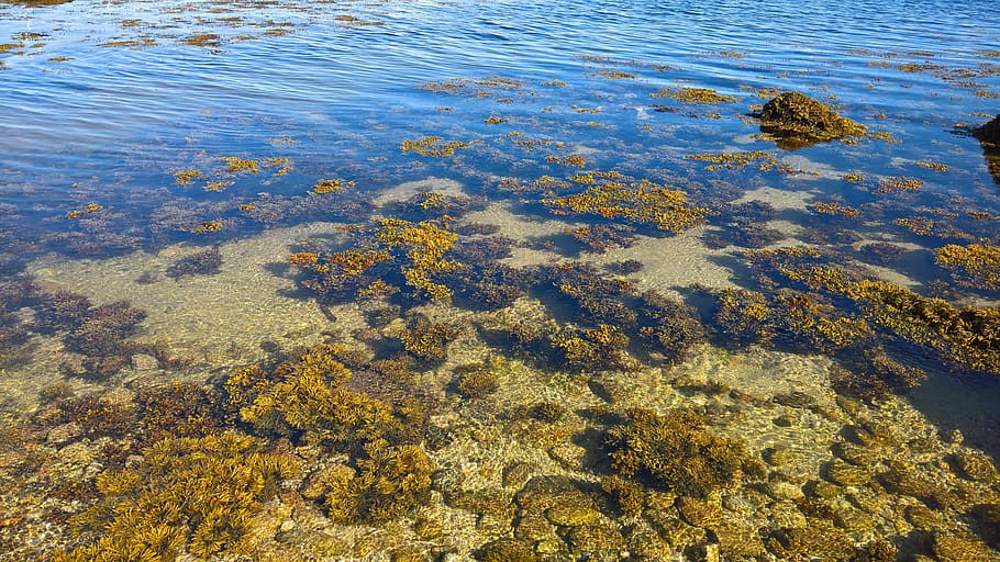Sea, Water, Algae, Rock, Reflection, pebbles, transparent water HD wallpaper