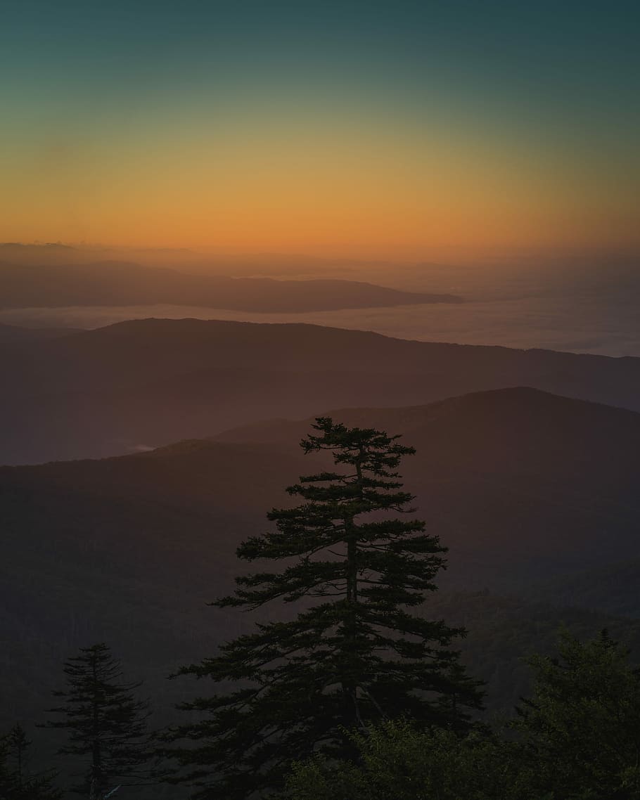 aerial photography of trees during golden hour, silhouette photo of tall tree surrounded by fogs near mountains HD wallpaper