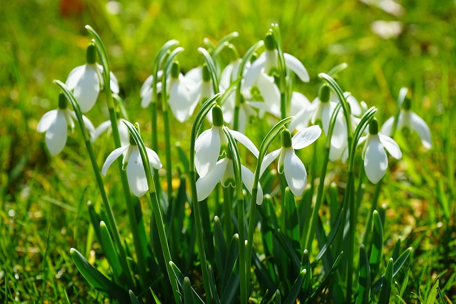 Snowdrop, Blossom, Bloom, Spring, Flower, spring flower, plant HD wallpaper