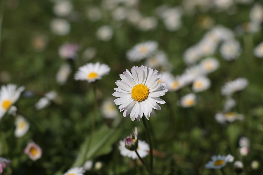 Flower, margaret, green, nature, fragility, white color, petal HD wallpaper
