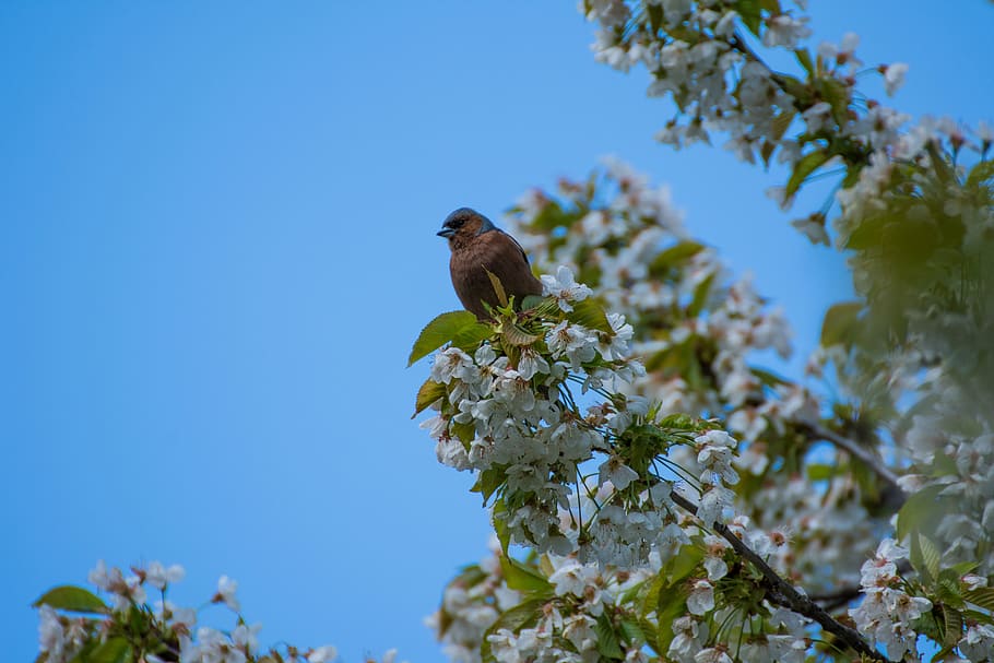 bird, tree, flowers, feather, sky, songbirds, branch, nature HD wallpaper