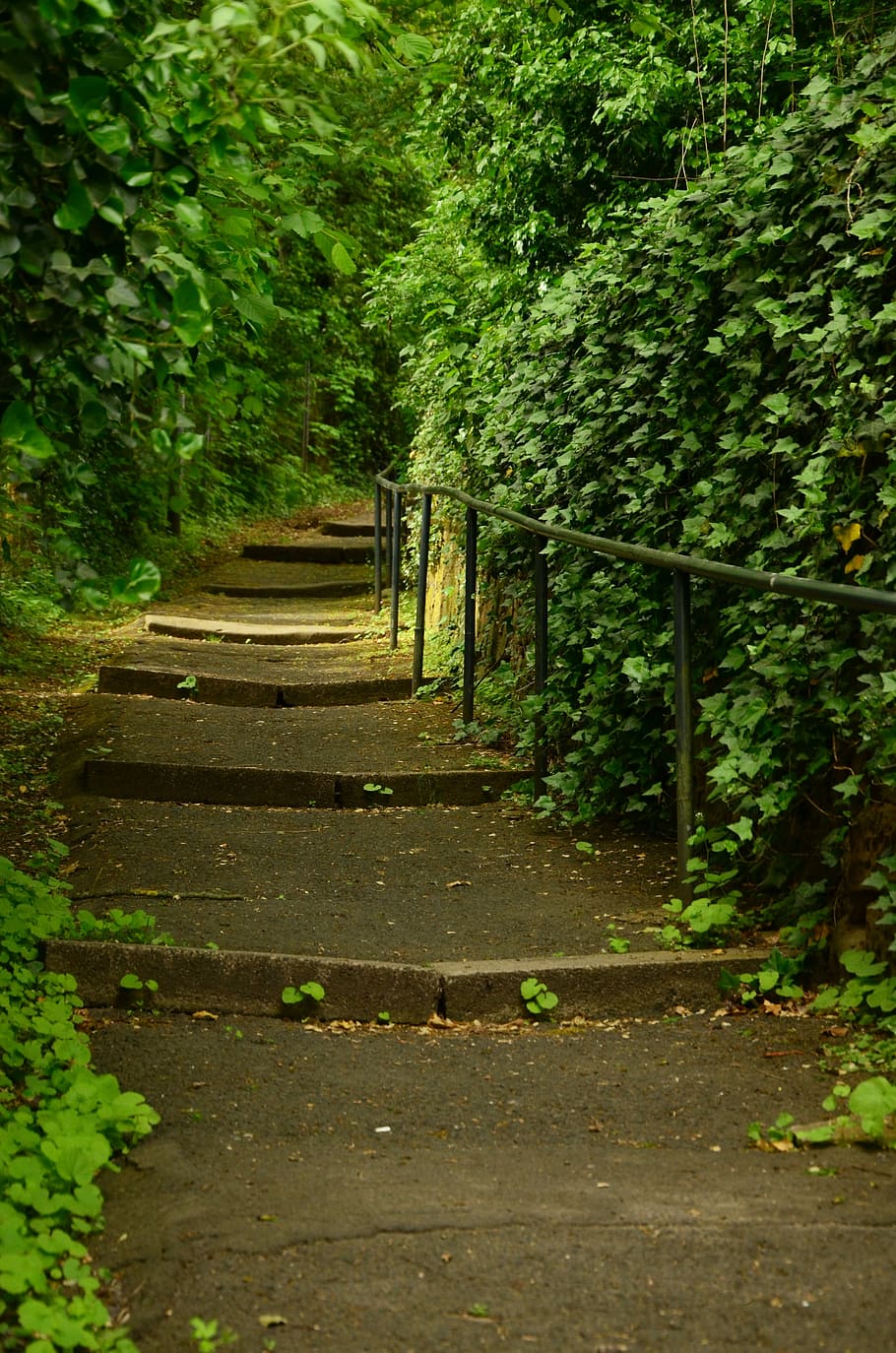 concrete pathway between trees, Away, Stairs, Stone, Rise, gradually HD wallpaper