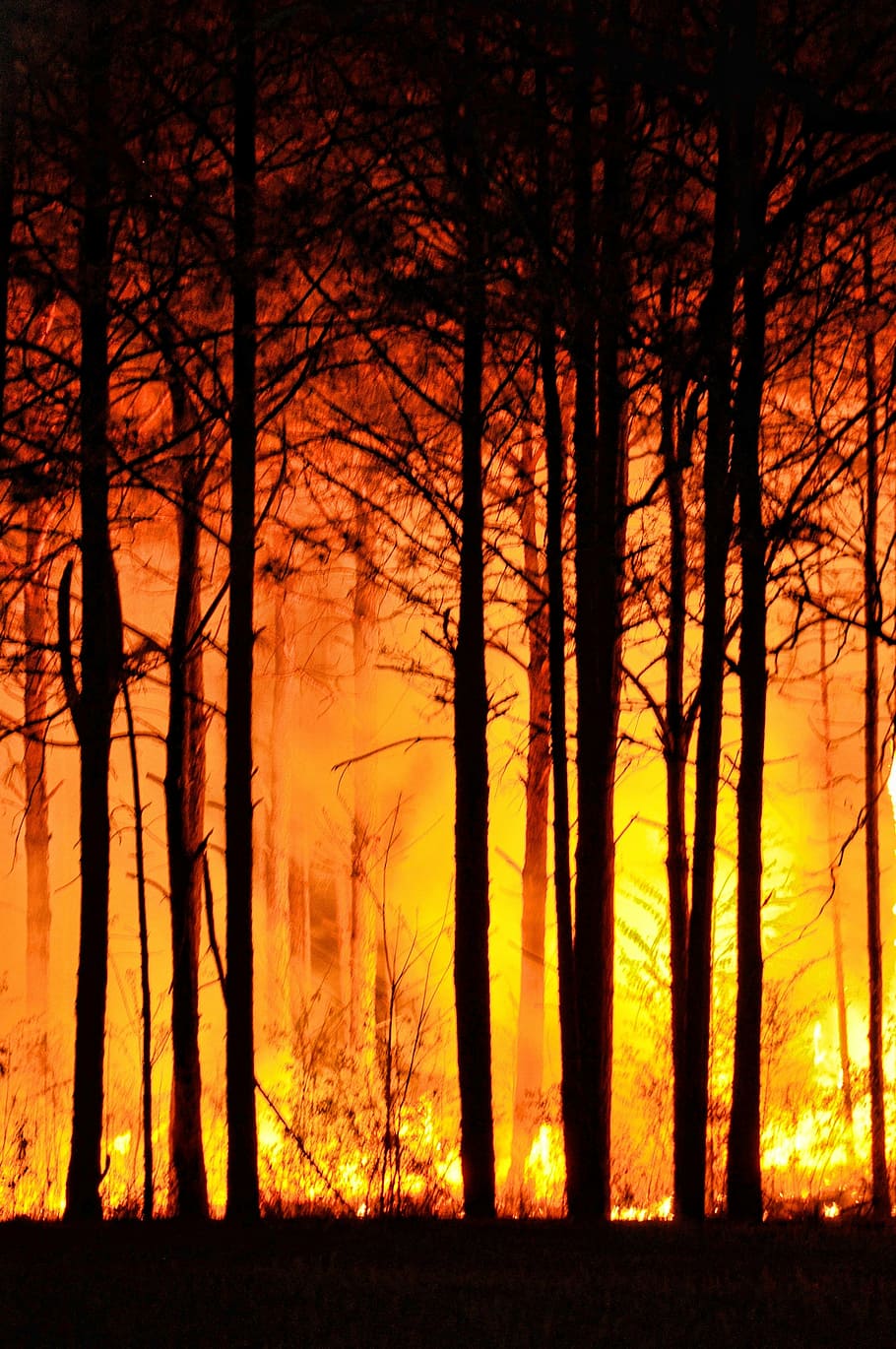 forest fire at daytime, trees, nature, night, environment, beautiful HD wallpaper