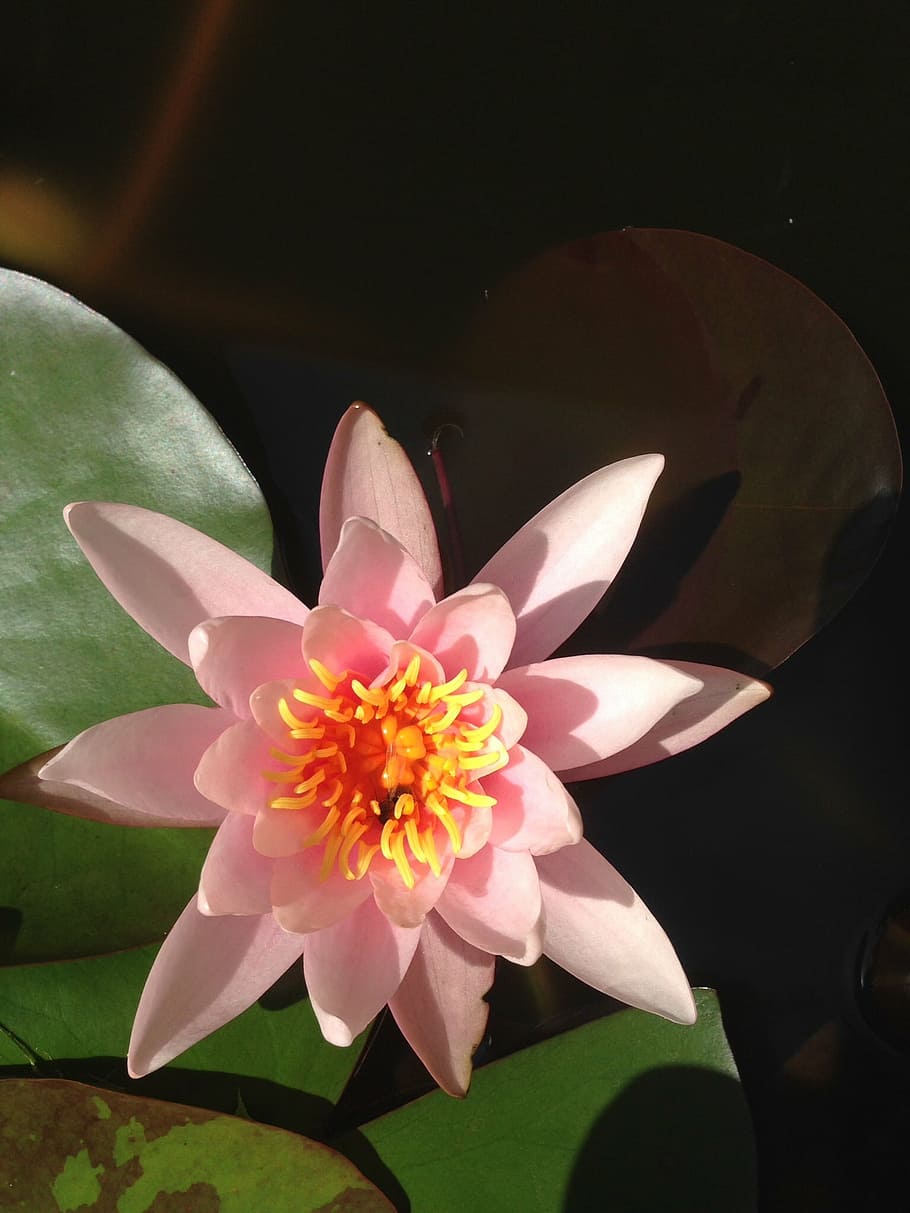 water lily, plant, flower, nature, teichplanze, flowering plant