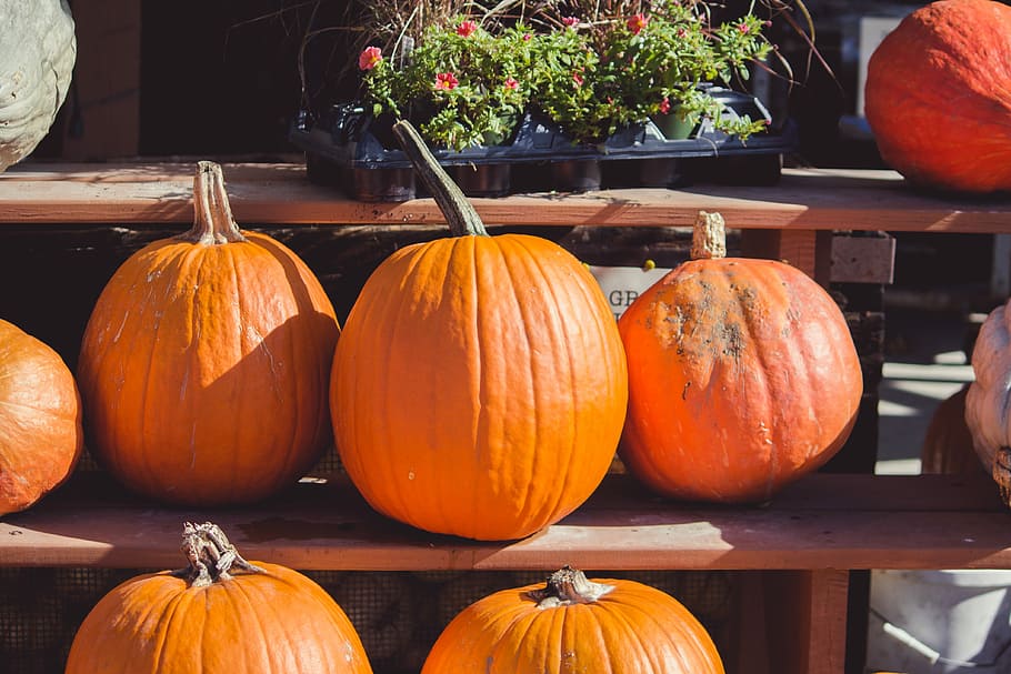 several pumpkins on brown shelf, pumpkins on brown wooden rack HD wallpaper