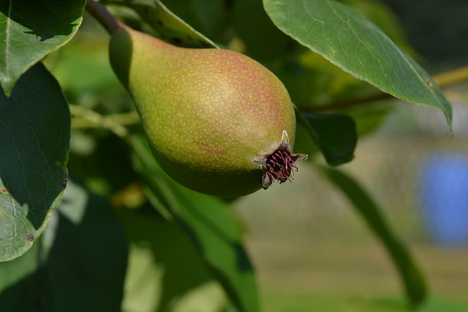 leaf, fruit, nature, flora, tree, pear, plant part, food, food and drink HD wallpaper