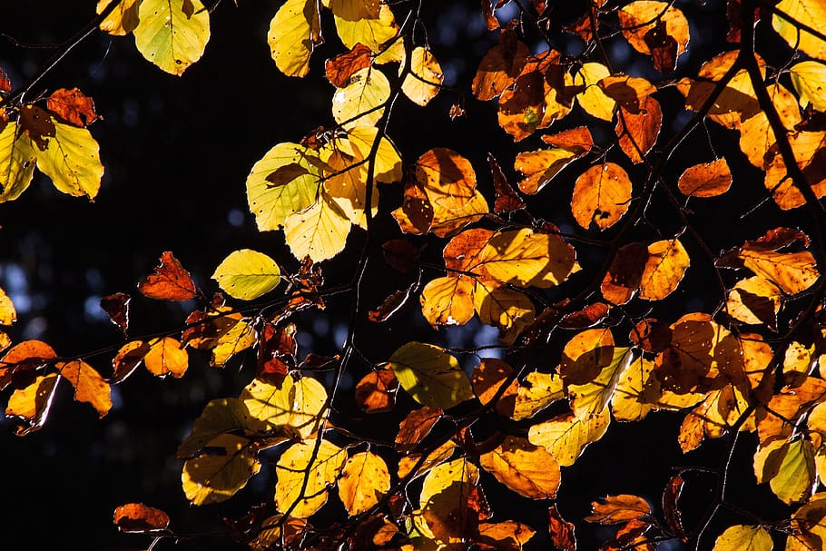 beech, forest, autumn, fall foliage, golden autumn, leaves HD wallpaper