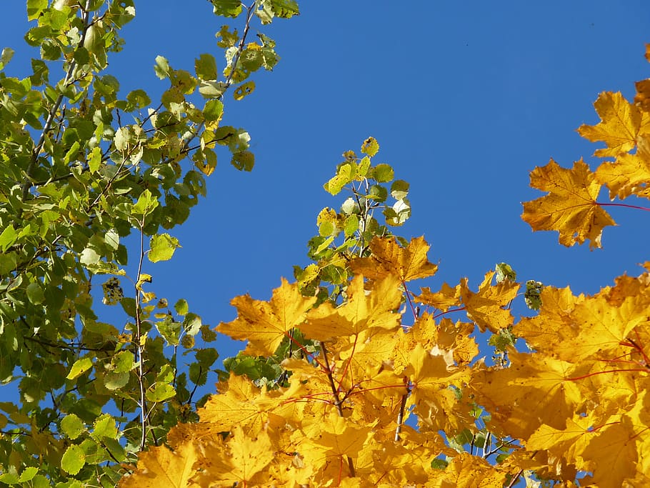 tree, birch, maple, yellow, green, fall foliage, autumn, leaves coloring HD wallpaper