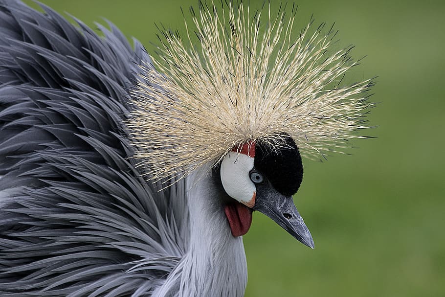 selective focus of gray and black bird, grey, necked, crowned HD wallpaper