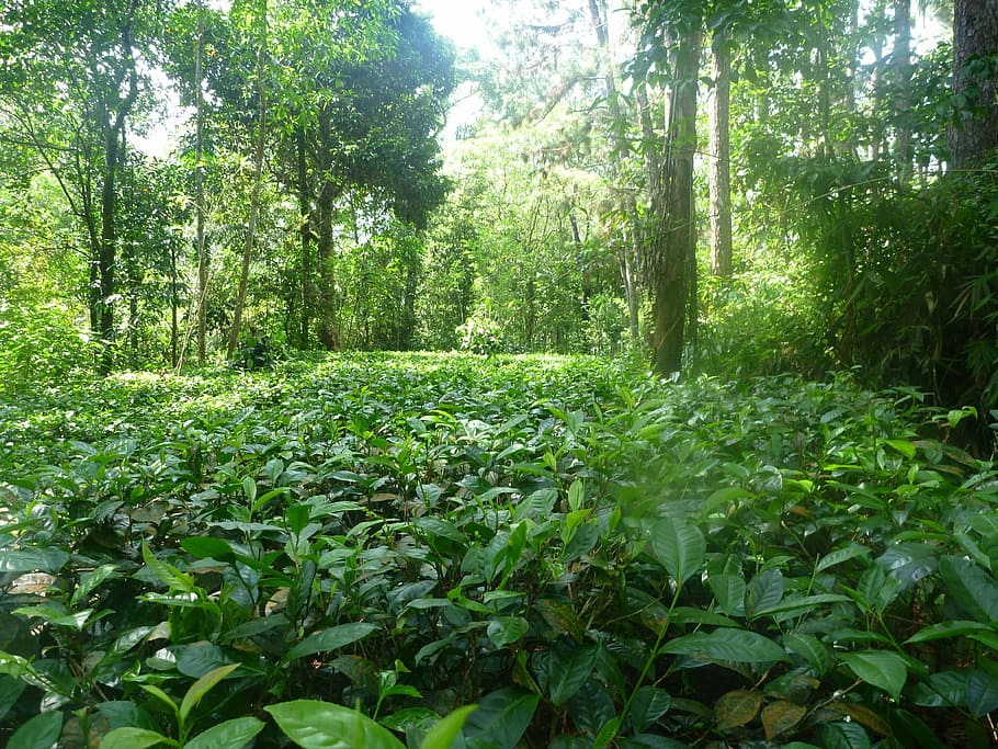 jungle, nature, tea, ceylon, rainforest, plant, tree, growth HD wallpaper