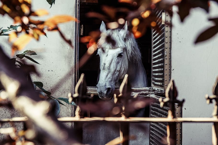 white horse on window with leaves, white horse in cage, stable HD wallpaper