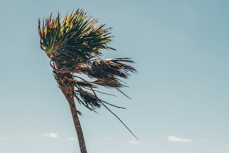 brown tropical tree, green leafed tree during daytime, palm tree HD wallpaper