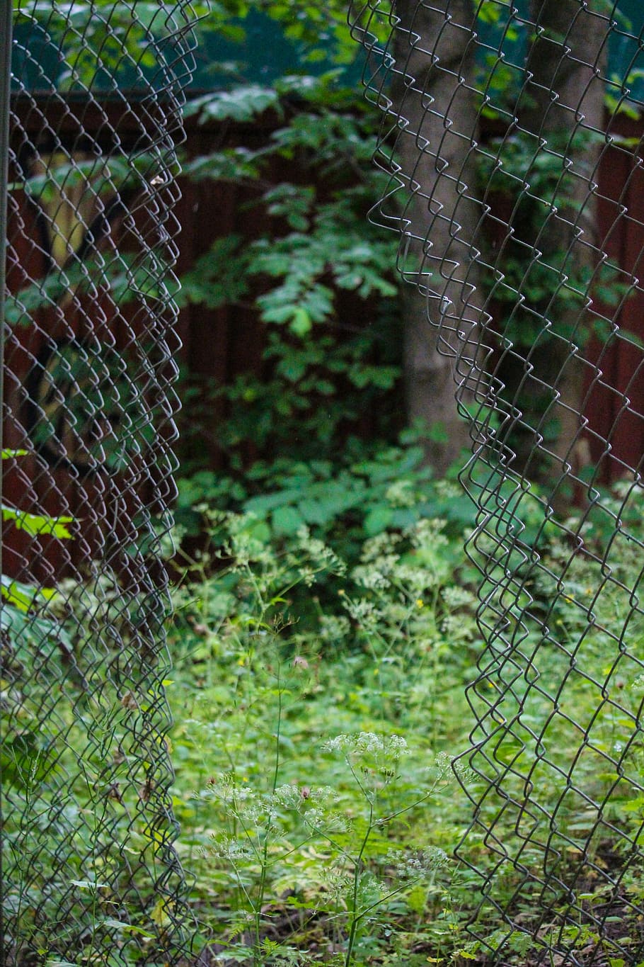 fence, forest, plant, focus on foreground, tree, day, outdoors HD wallpaper