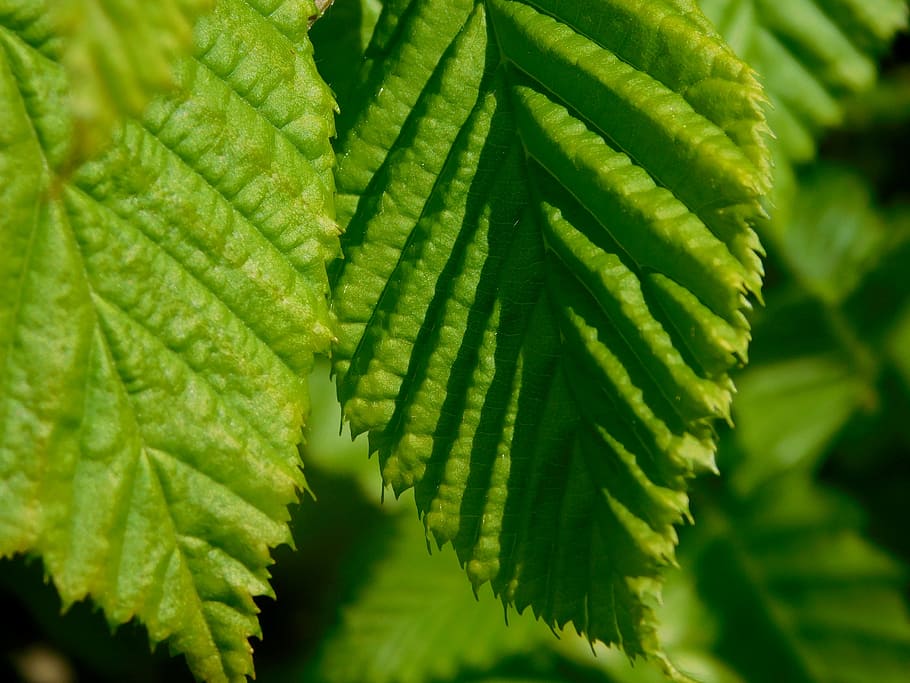 leaf, leaves, green, shadow, sunlight, green color, plant, close-up HD wallpaper