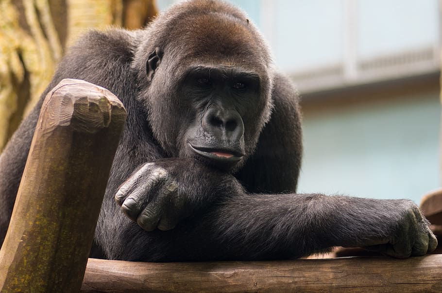gorilla, ape, zoo, posture, mammal, primate, animal wildlife HD wallpaper