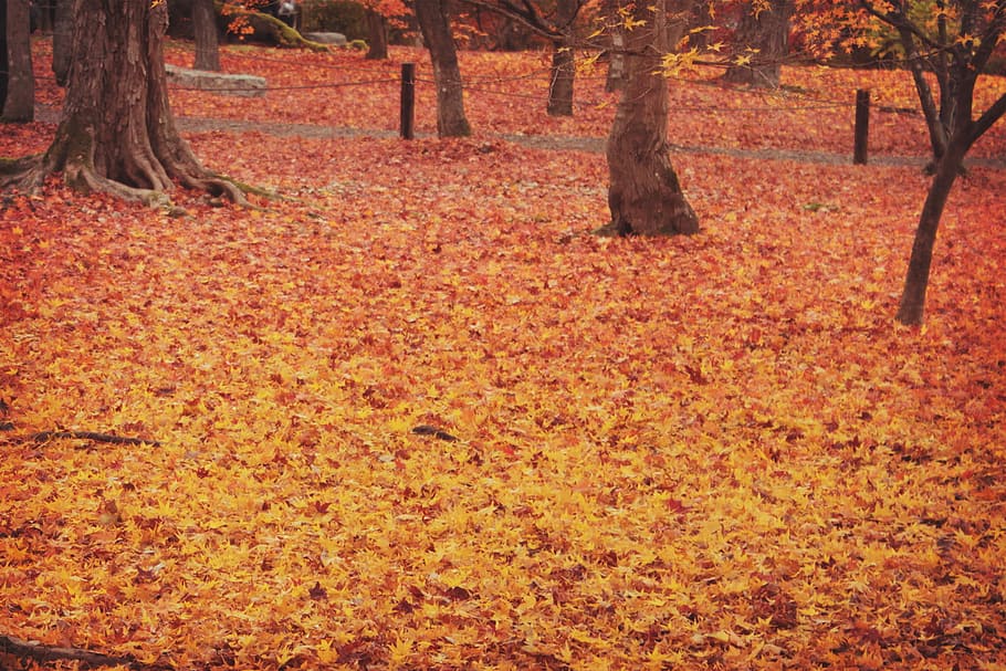 photo of maple leaves, autumn, nature, tree, leaf, forest, outdoors HD wallpaper