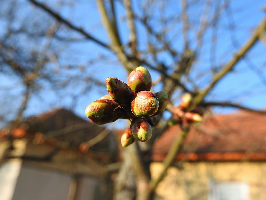 Flower, Buds, Cherry, Spring, flower buds, cherry buds, leaf buds HD wallpaper