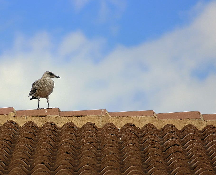 School rooftop birds sound