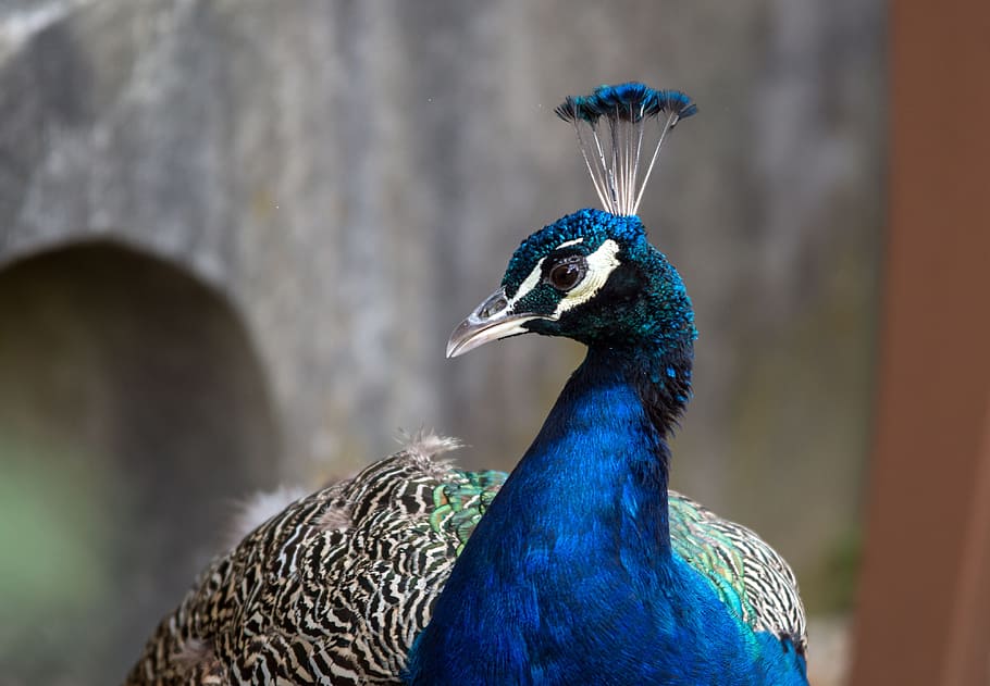 feather, peacock, bird, nature, animal themes, animal wildlife HD wallpaper