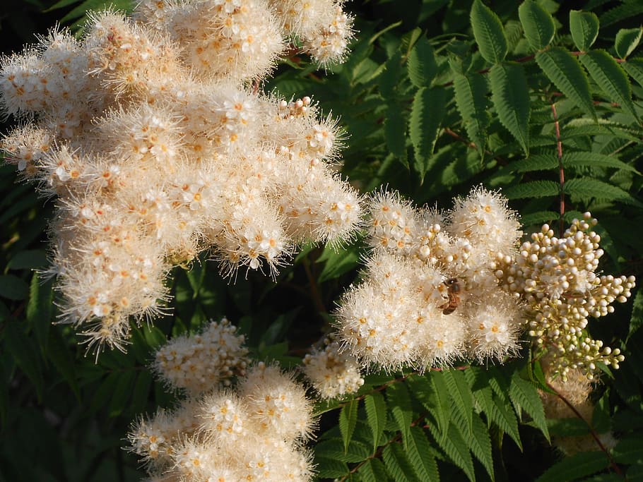 flower, bee, garden, plant, growth, beauty in nature, close-up HD wallpaper
