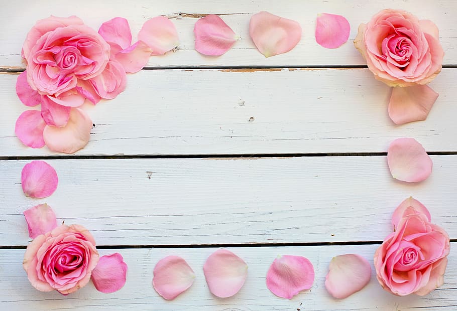 pink rose flower frame, petals, text space, background, desktop, HD wallpaper