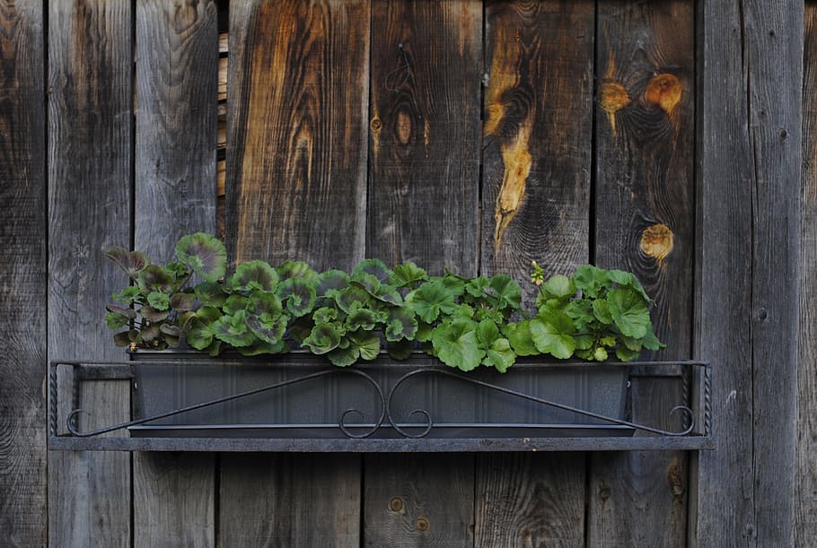 Plant, Planter, Rustic, Flower Box, wooden, wood - Material HD wallpaper