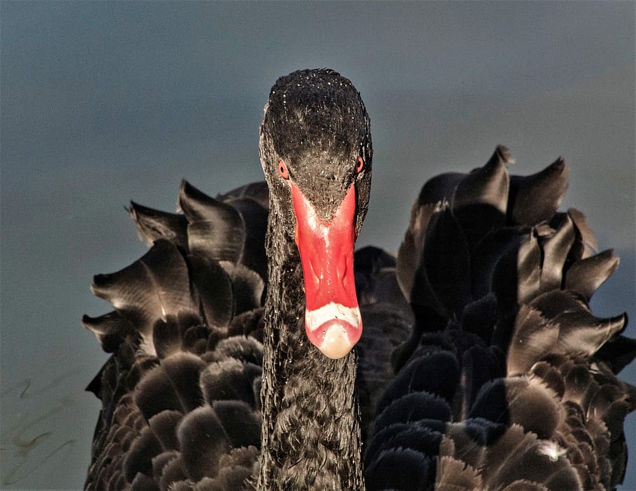selective focus photography of gray duck, black duck shallow focus photography HD wallpaper
