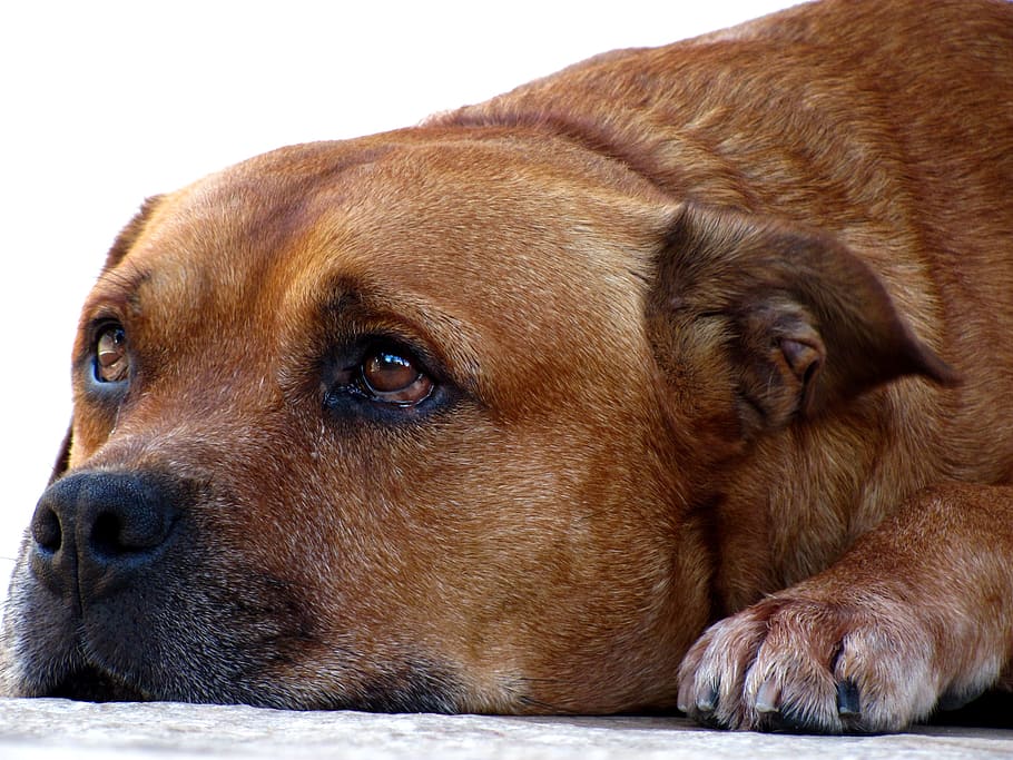 closeup photo of prone lying dog with face on floor, pet, domestic animals, HD wallpaper