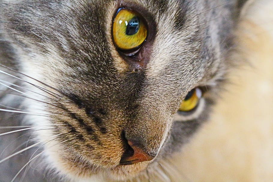gray cat, head, cat face, pet, domestic cat, cat's eyes, animal HD wallpaper
