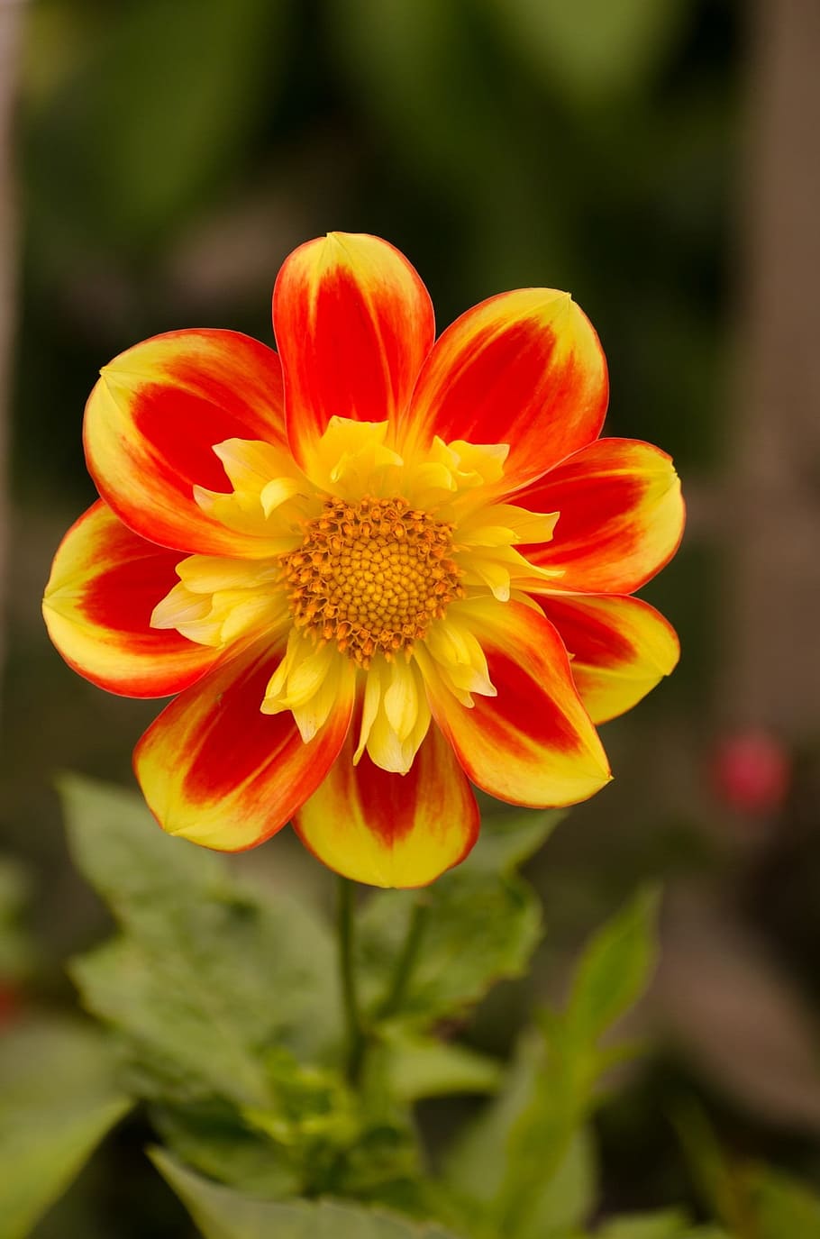 yellow and red petaled flower, summer, spring, gardening, decoration HD wallpaper