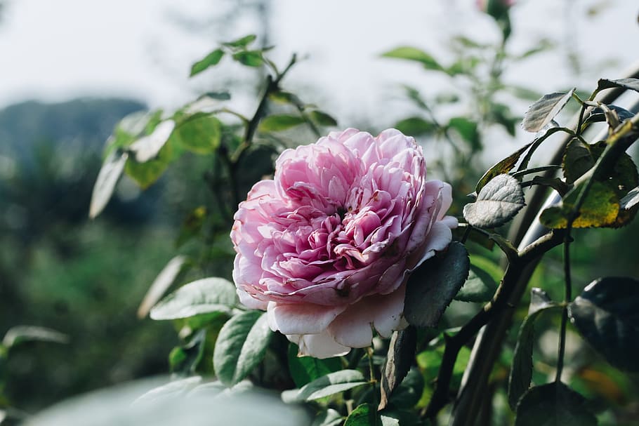 Flower, Pink, Sunny, pink flower, blooming, natural, blossom HD wallpaper