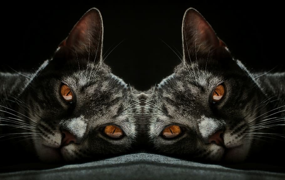 cat, look, dark, eye, domestic animals, mammal, pets, one animal HD wallpaper
