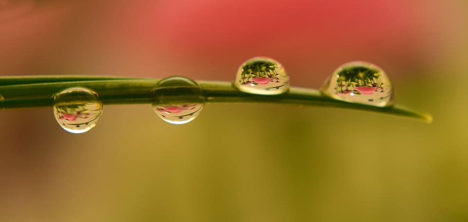 macro photography of tear drops on green leaf, rain, pearl HD wallpaper